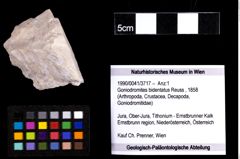 Foto (Objekt + Etiketten) von Goniodromites bidentatus (Reuss, 1858) 